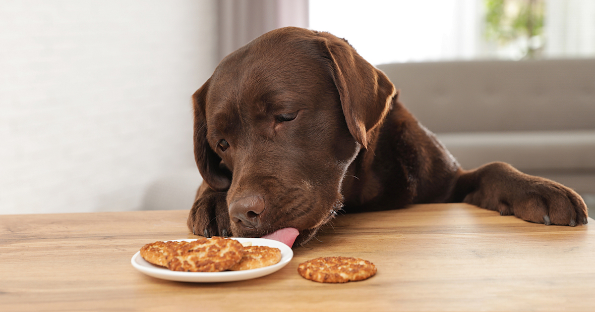 5 Common Ways Dogs Are Accidentally Poisoned