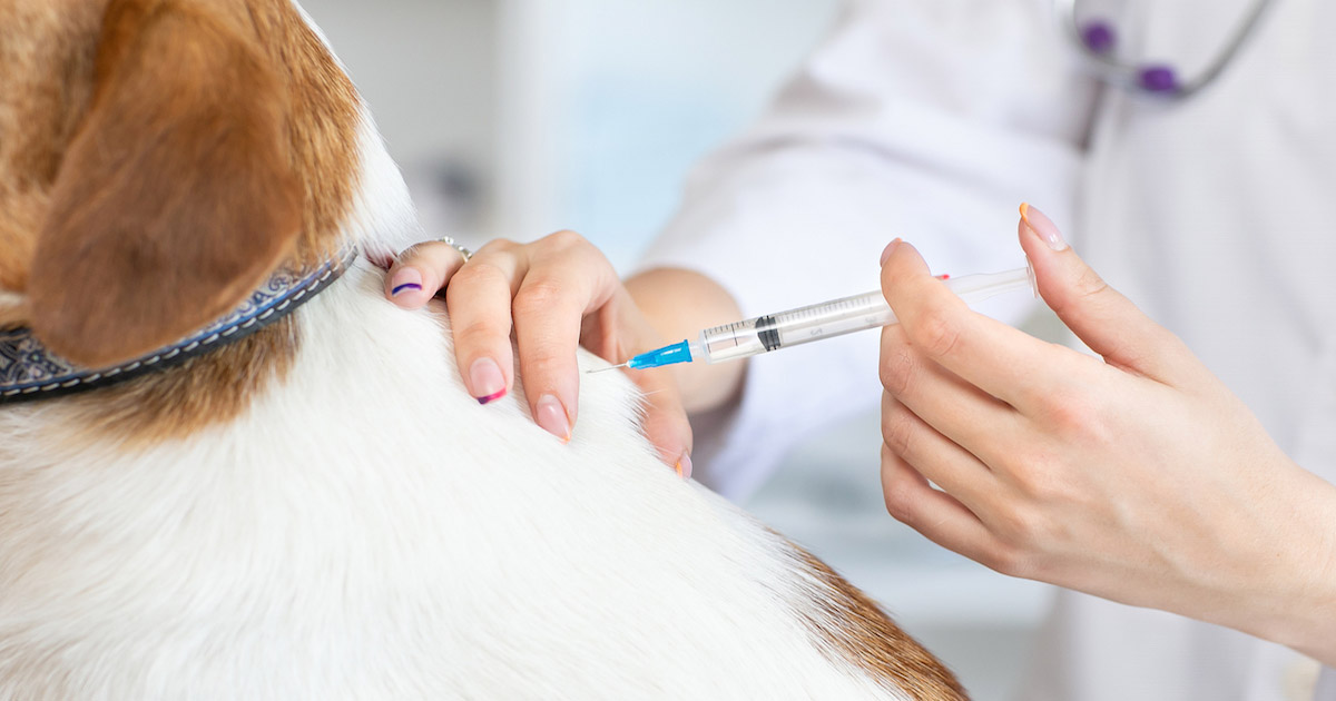 Does Your Dog or Cat Have Diabetes? Symptoms & Preventive Measures