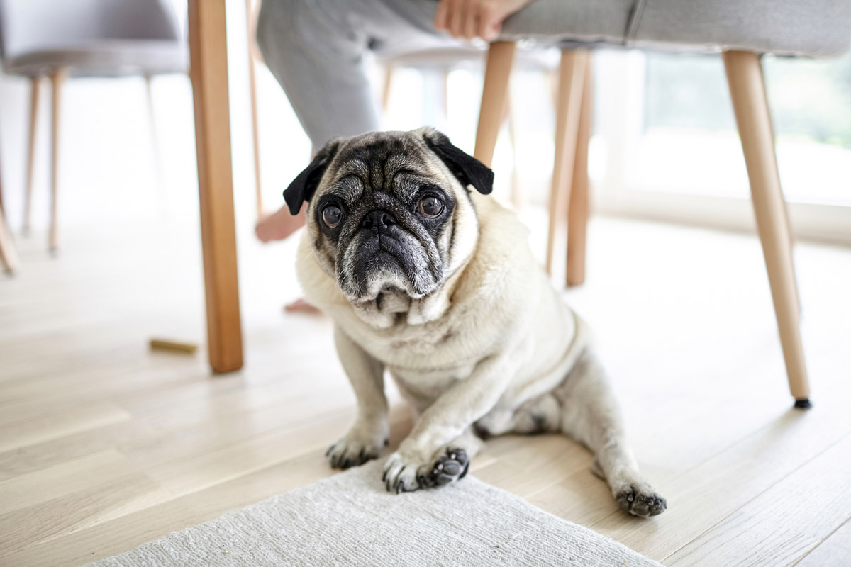 How Should You Prepare for Dementia in Dogs?