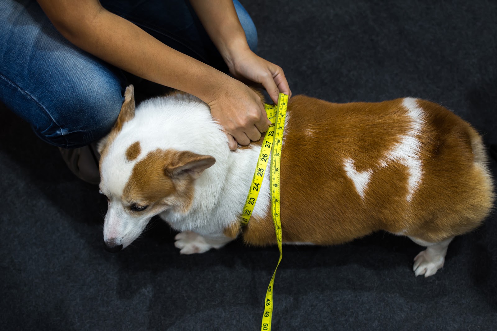 Obese Corgi measured with a measuring tape