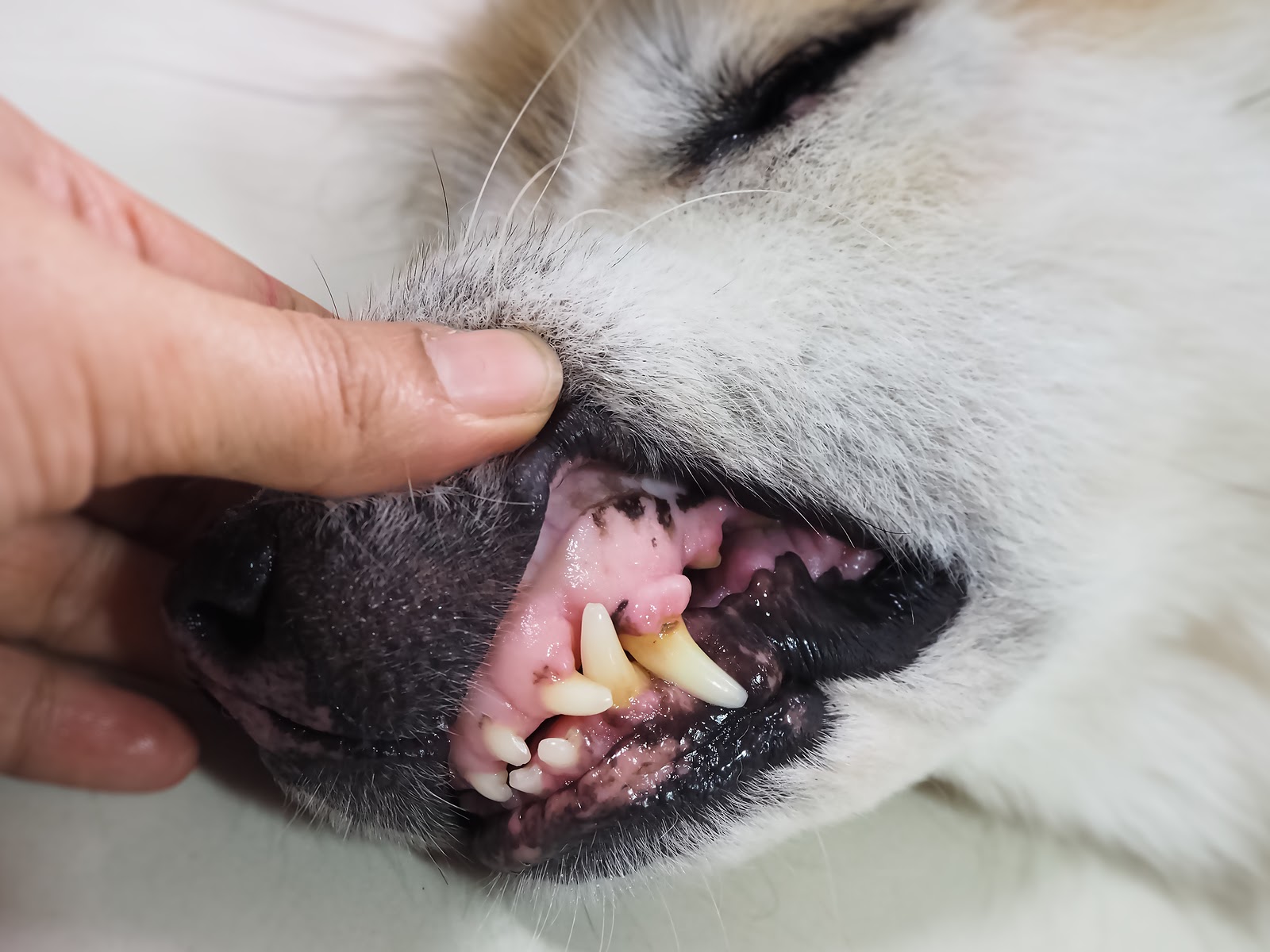 Dental Scaling For Dogs Cats Costs About Sgd 300 Why Won T You Brush Your Pet S Teeth Silversky Delivering Wow To Everything Pets