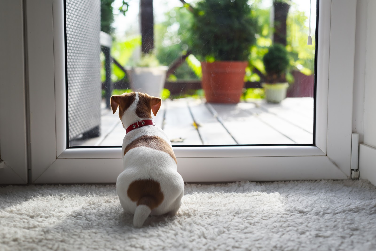 Do dogs have a sense of time silversky pets