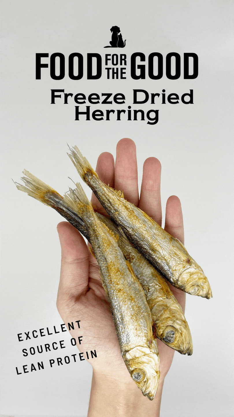 FFTG Freeze Dried Herring