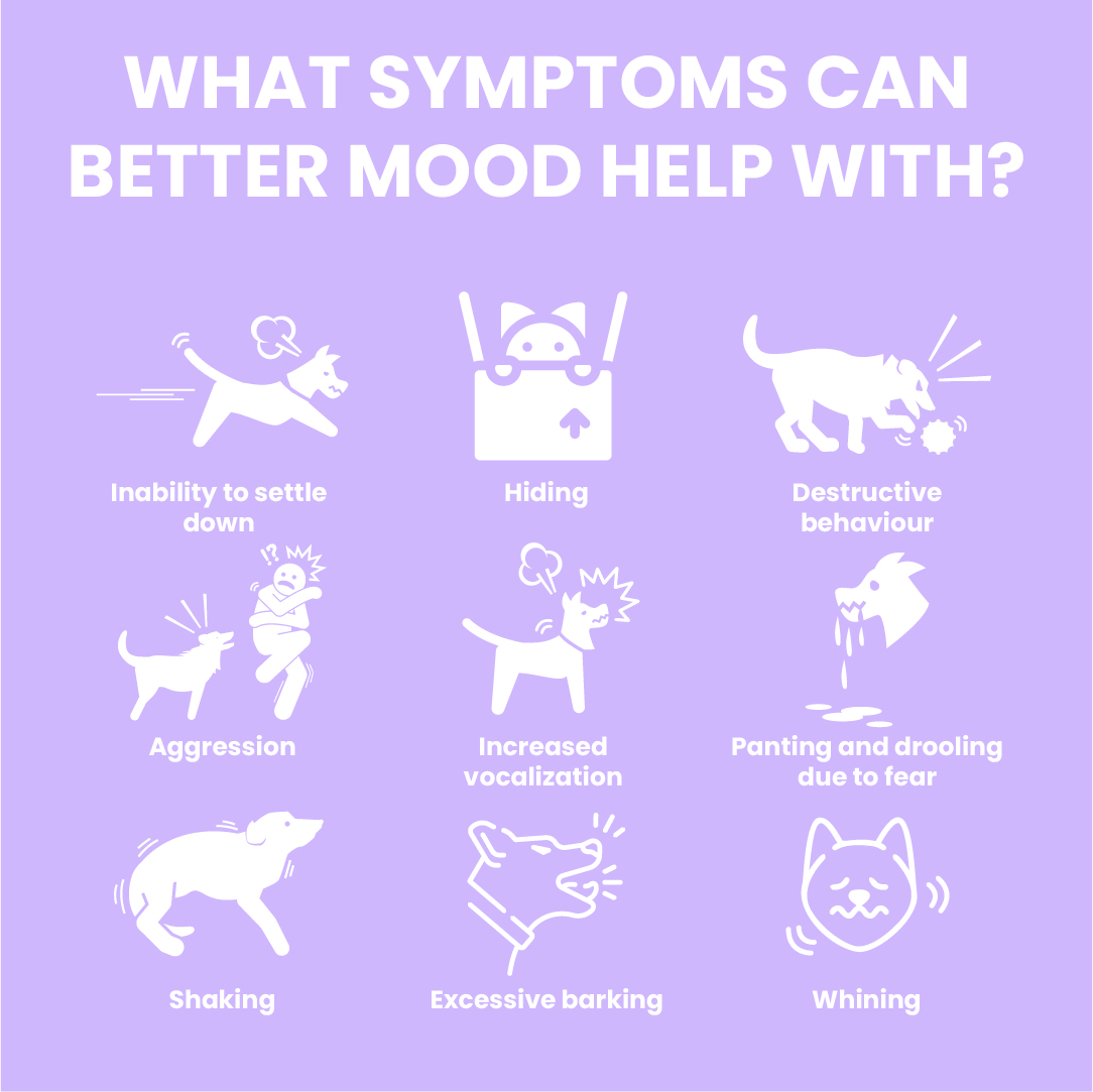 Good Gut Better Mood usage info